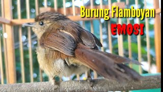 Download lagu Burung Flamboyan Gacor Ngebren Rapat Nyerecet Cocok buat Pancingan agar cepat bunyi mp3