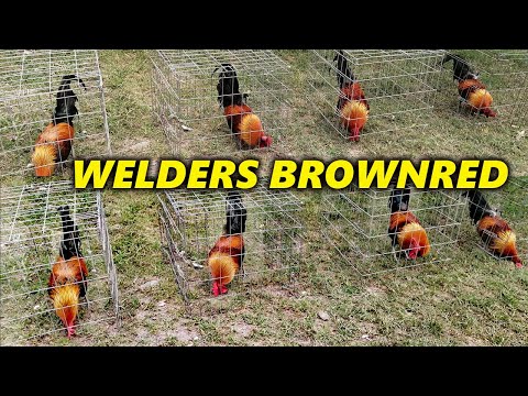 Black Brownred Albany Sweater Jose Gamez Criadero Welders