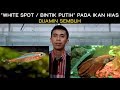 Ikan Hias Kecil Hitam Bertotol Putih