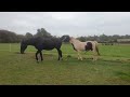 Horse Mating