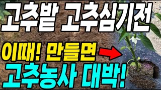 고추심기전 고추밭 이때! 만들면 고추농사 대박! 고추가 주렁주렁달려 다수확!