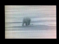 Sesame Street I M A Polar Bear