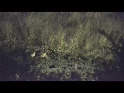 Djuma: Large Puff Adder is escorted out of dam area by the different birds - 20:56 - 04/19/19