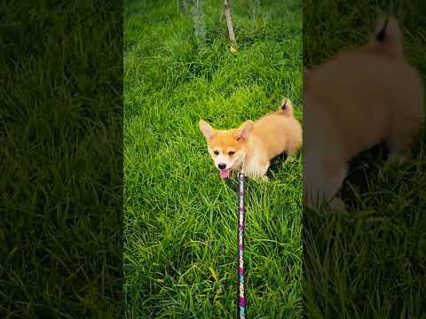 Welsh Corgi puppy for sale