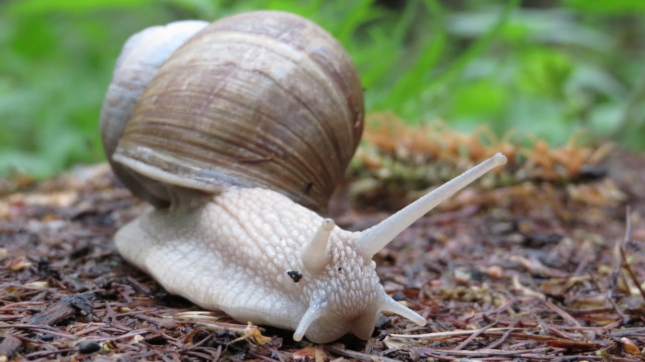 Цифровой фотоаппарат Canon PowerShot SX720 HS красный