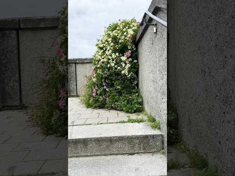 Germany 🇩🇪 Bavaria #germany #bavaria #bayern #donau #neuburg #آلمان #nature #viral #shorts