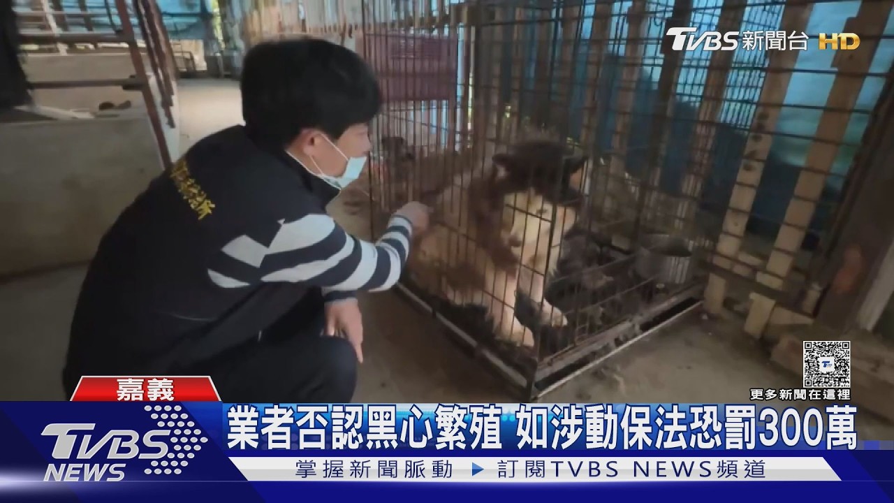 稀有「卡斯羅犬」現身嘉義!黑心繁殖場曝光 63犬全數沒入