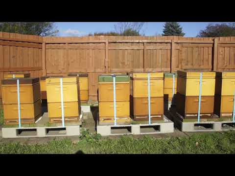 عالم النحل ,كيف نعمل علي زيادة انتاج العسل. Production of honey