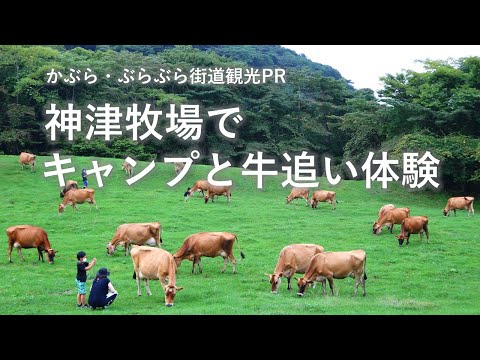 神津牧場でキャンプと牛追い体験｜富岡行政県税事務所｜群馬県
