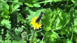 preview picture of video 'Small Tortoiseshell Butterfly. La Croix-Tasset, Côtes d'Armor, Brittany, France 19th June 2012'