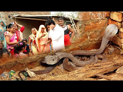 पुराने नाग–नागिन का अद्भुत दृश्य देखते ही, मुरलीवाले हौसला को महिला से क्यों माफी मांगना पड़ा? 🤔😳😱