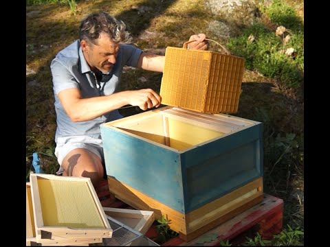 Der erste Bienenschwarm zieht ein