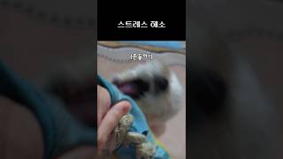 스트레스 #반려견