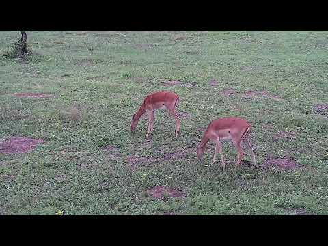 Djuma: Waterbuck male and Impala herd with alot of small ones - 17:27 - 11/22/21