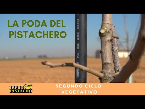 Fotograma del vídeo: Poda del pistachero. Año 2