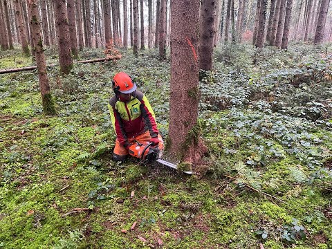 Silvan Graber lernt Forstwart bei der Korporation Sursee.