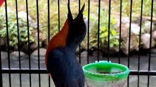 Download lagu Suara Burung Tledekan Gunung Memanggil Lawan Agar Gacor Emosi mp3