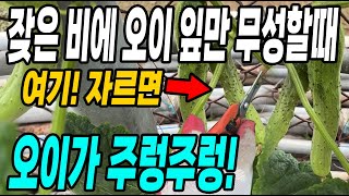 잦은비에 오이 잎만 무성할때 여기만 자르면 오이가 주렁주렁! 늦가을까지 계속 따먹는 방법!