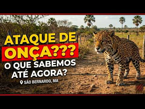 ATAQUE DE ONÇA EM SÃO BERNARDO-MA??? O QUE SABEMOS ATÉ AGORA?