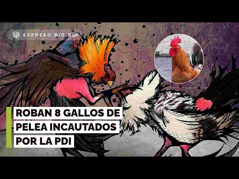 Insólito caso de Arauco: Recuperan 85 gallos de pelea pero se roban 8 en la madrugada