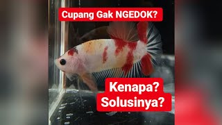 Download lagu Kenapa Cupang Gak Mau Main/Ngedok.. Mari Bahas Sebab dan Solusinya.. mp3