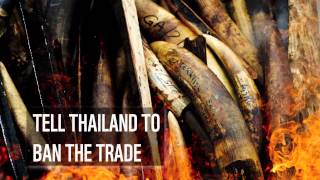 Petition to ban Thai ivory trade and save Africa's elephants | WWF