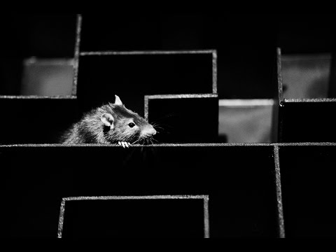 LIZ FORTE - PLATA (VIDEO)