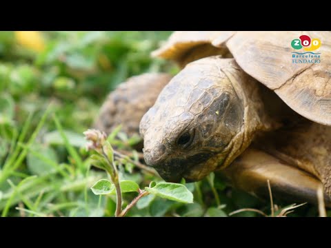 Alliberament Tortugues Mediterrànies