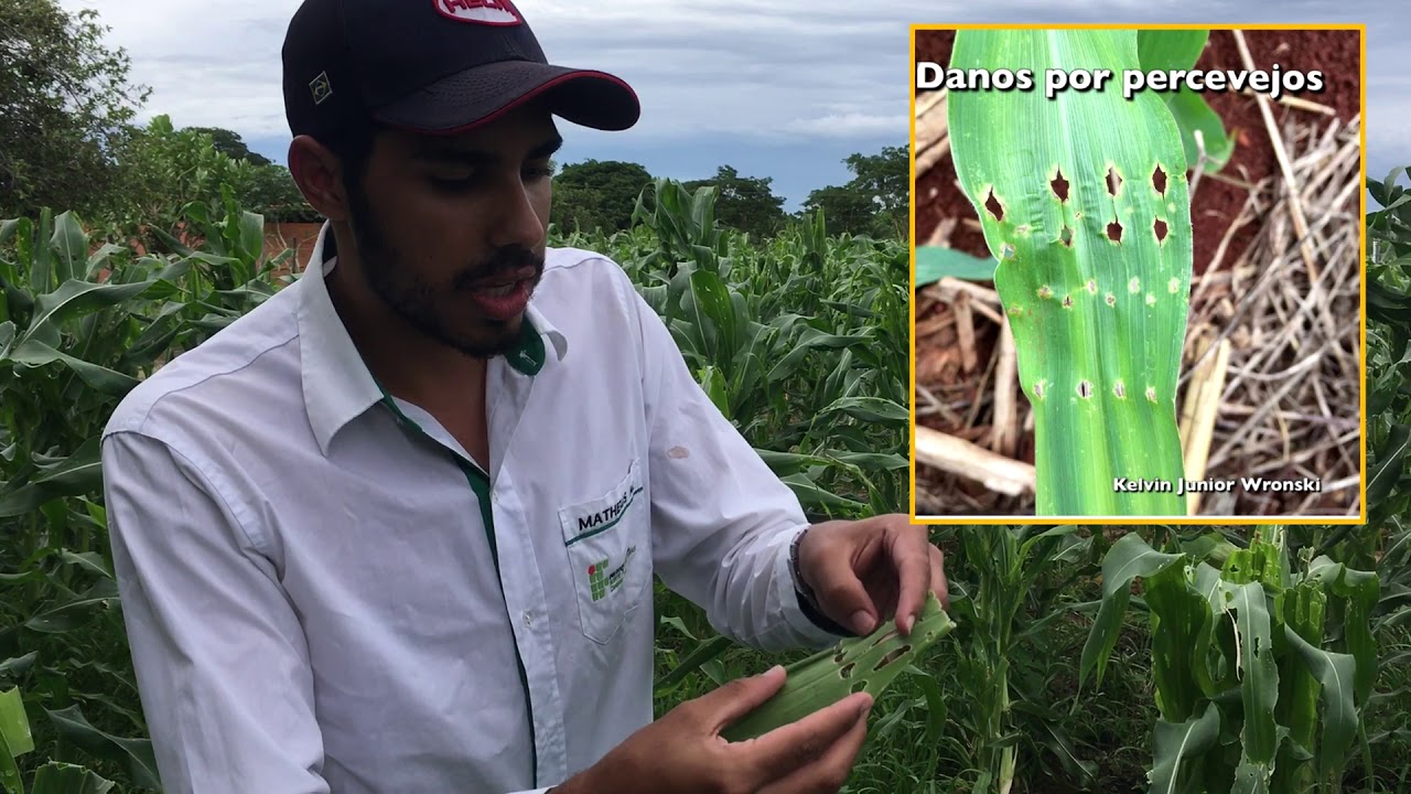 Pragas na Cultura do Milho - Agronomia (UNIMONTES - Janaúba)