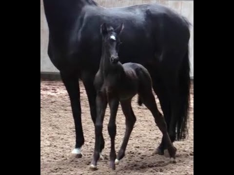 -sold- Quadriga: Black colt 2020 by Fürst Wilhelm/Dr. Jackson