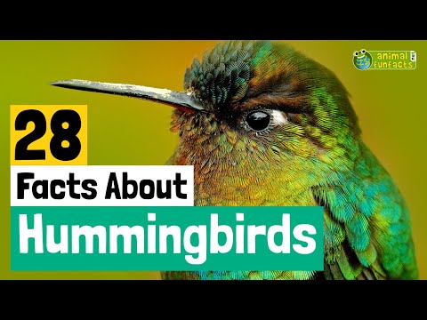 28 Facts About Hummingbirds - Learn All About Hummingbirds - Animals for Kids - Educational Video