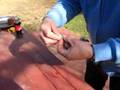 BANDING A 2008 YOUNG BIRD