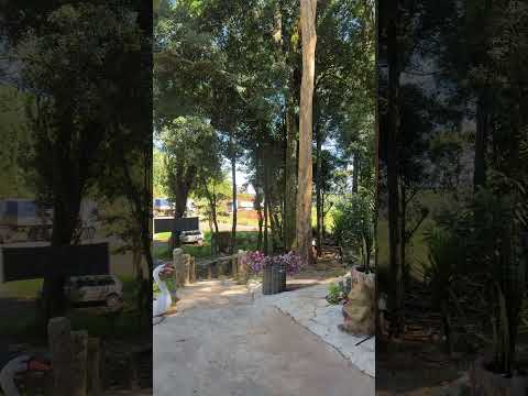 #shorts Árvores Centenárias  em  Frente Loja Wilson Artes Rodovia 466 Turvo PR