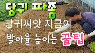 당귀 씨앗 발아가 잘 안되죠 ‥ 저만 따라만 하세요 가을 당귀씨앗 파종 발아율 100%  도전 , 잎당귀와 …