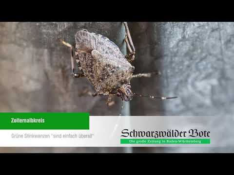 Nachrichten - 05.12.2018: Entflohene Pfauen | Beißender Ladendieb | Neunjähriger angefahren