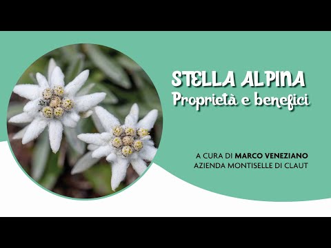 , title : 'Stella Alpina: proprietà e benefici // Esperti... in erbe'