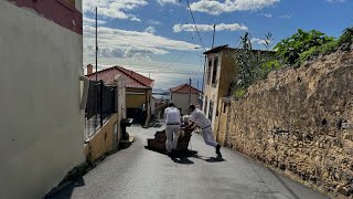 Scarlet Lady: Jaunty Monte Holiday in Madeira on December 4th, 2024 (4K)