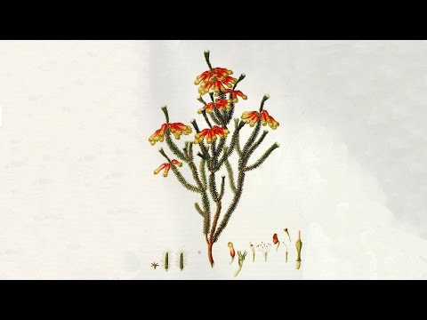 Chelsea Physic Garden Through The Ages - Michael Holland