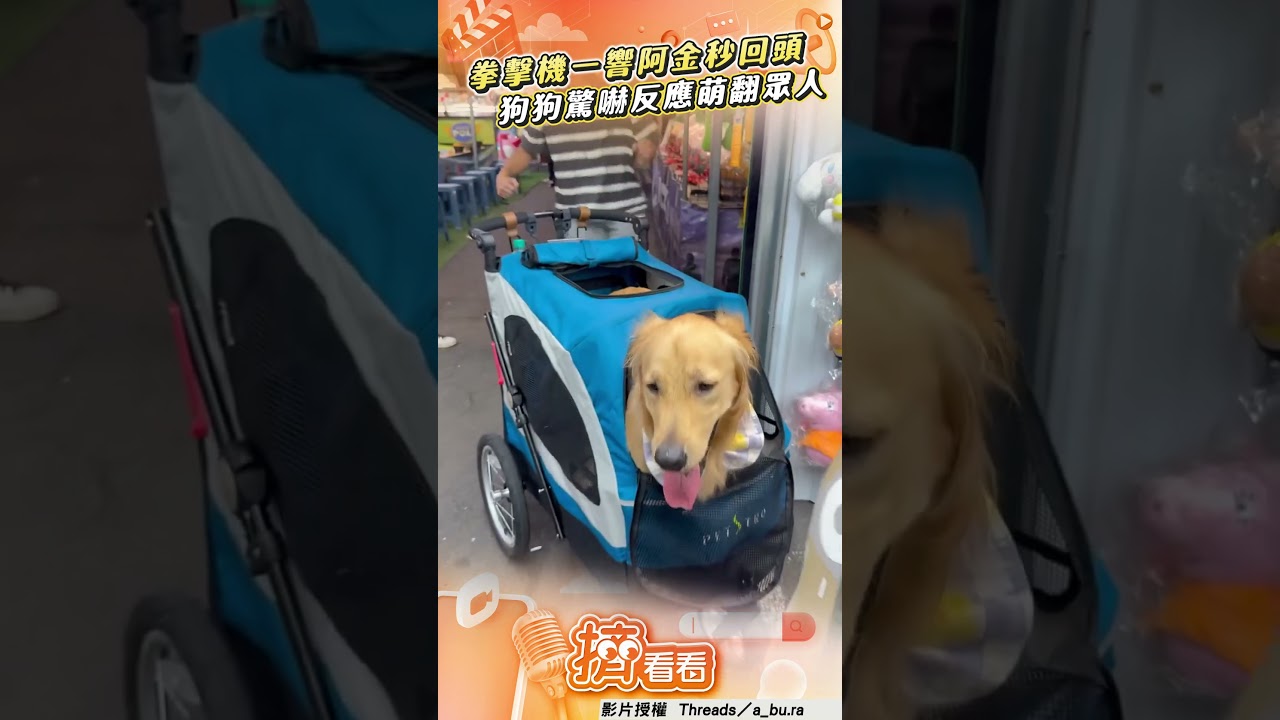 影音／拳擊機一響阿金「秒回頭」　狗狗驚嚇反應萌翻眾人！