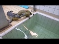 Cookie and Elmo take their first swim together