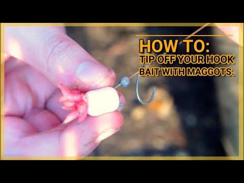 **HOW TO** Tip Off Your Hook Bait With Maggots ꟾ Carp Fishing ꟾ Tutorial