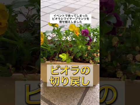 秋に窓辺のプランターに飾る花は何ですか?観賞用の最高峰種！  庭園