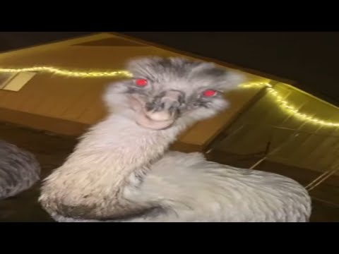 Kevin From The Urban Rescue  Ranch Being A DEMON for 7 Minutes