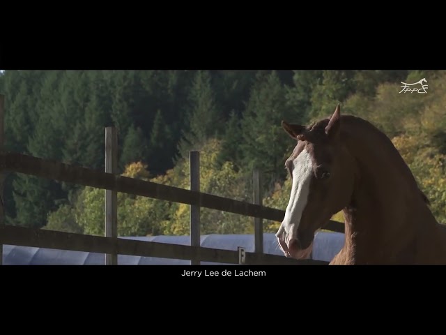 JERRY LEE DE LACHEM, Welsh Cob, agr&eacute;&eacute; Welsh,PFS,Pottok