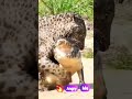 Nayak Nhi Khalnayak Hu Dangerous Fight With Leopard And Crocodile Trendingshorts Chitta Crocodile