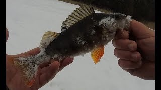 Окунь на мормышку зимой фото