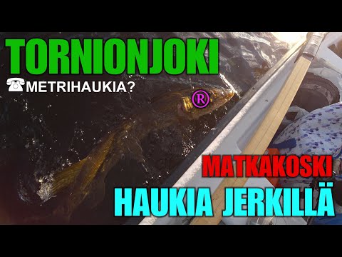 MATKAKOSKI HAUKIREISSU - Tornionjoki Haukihommia ErkkiJerkillä ( MetriLohet vaihtunu MetriHaukiin )