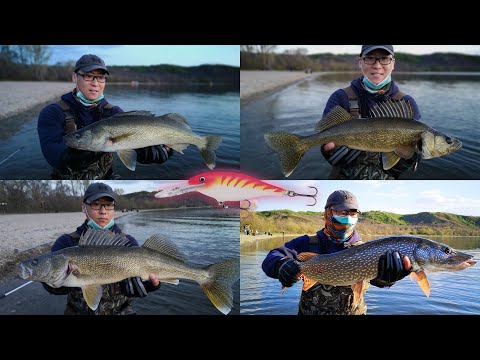 My New Favorite Lure - Rapala Shad Rap | Catching Spring Walleye on a Shallow Sand Flat