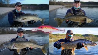 My New Favorite Lure - Rapala Shad Rap | Catching Spring Walleye on a Shallow Sand Flat