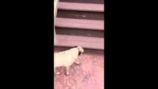 Protandim and Dogs